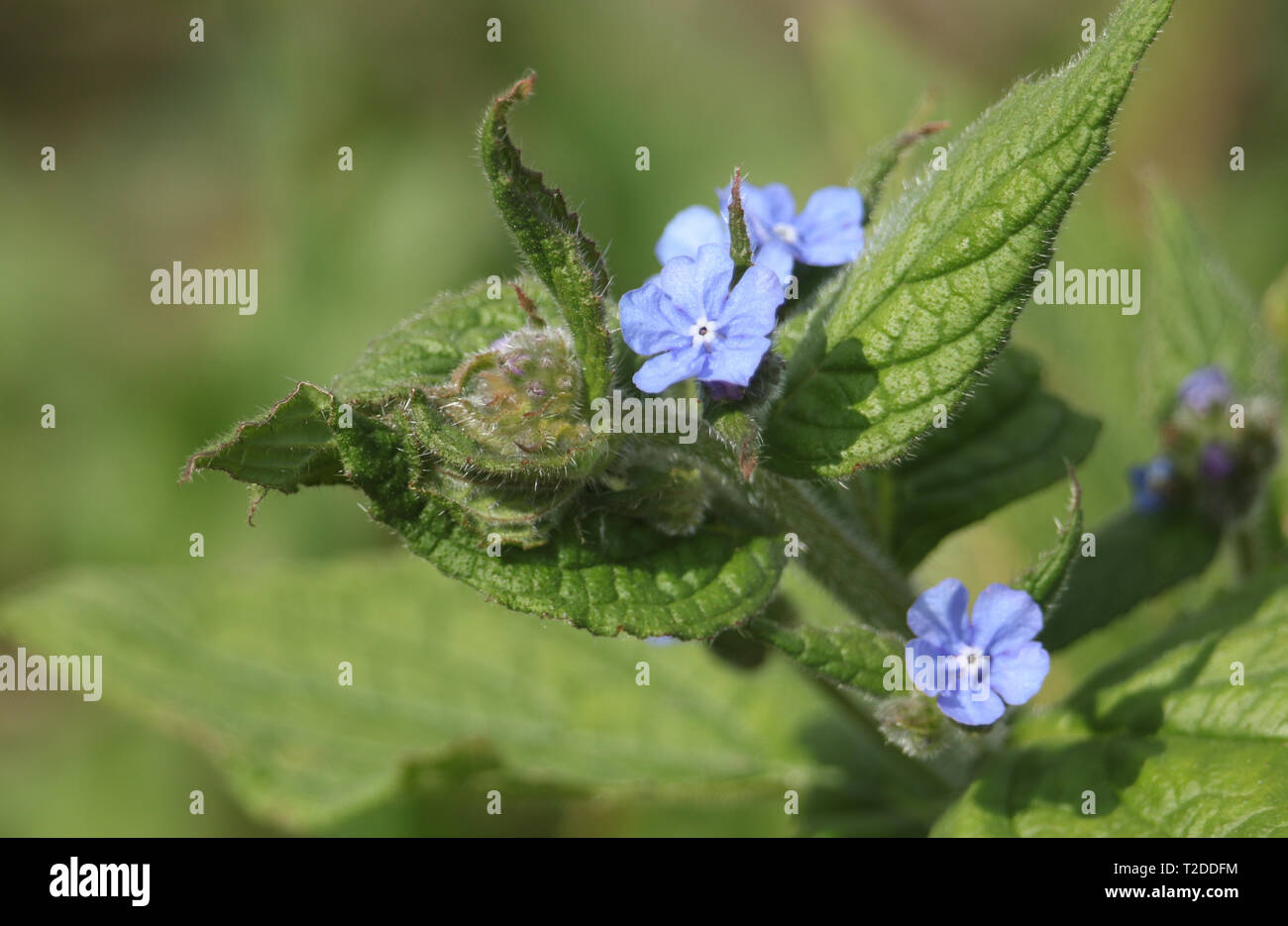 Eine blühende, grüne alkanet Pentaglottis sempervirens Immergrüne bugloss, oder alkanet in wild wachsenden Pflanzen in Großbritannien. Stockfoto