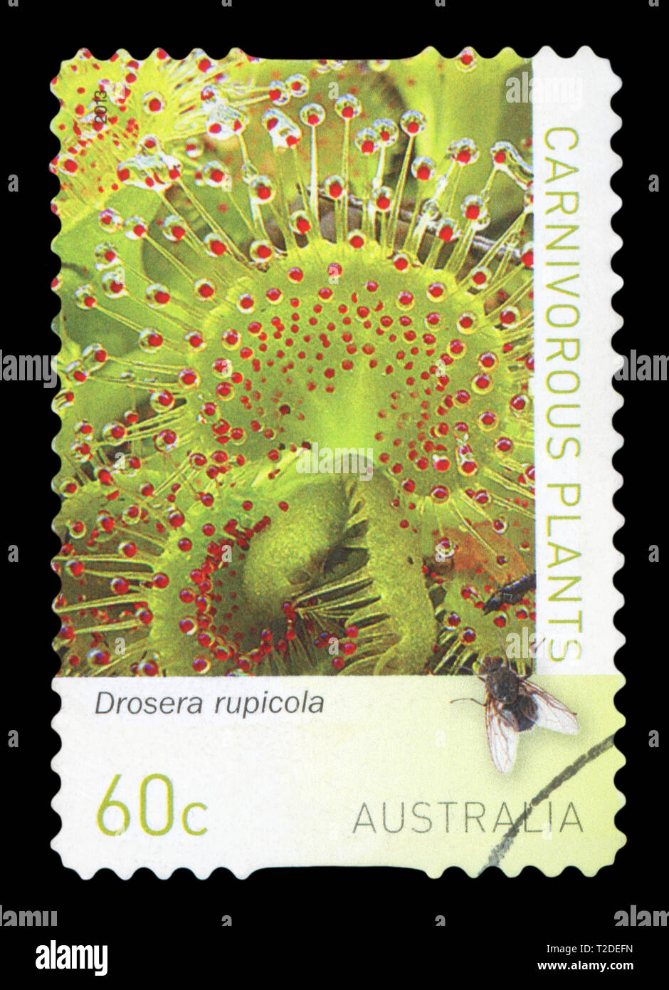 Australien - ca. 2013: einen gebrauchten Briefmarke aus Australien, zeigt Fleischfressende Pflanzen - Drosera rupicola, circa 2013. Stockfoto