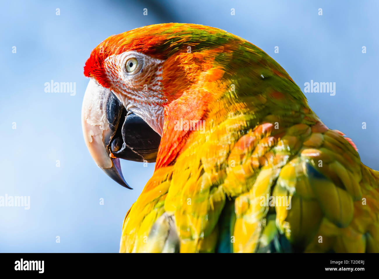 Nahaufnahme, Porträt der hellrote Ara Papagei. lustige Tier. Majestic und bunten tropischen Vogel, beliebtes Haustier. Wildlife Fotografie. Tierische Kopf. Stockfoto