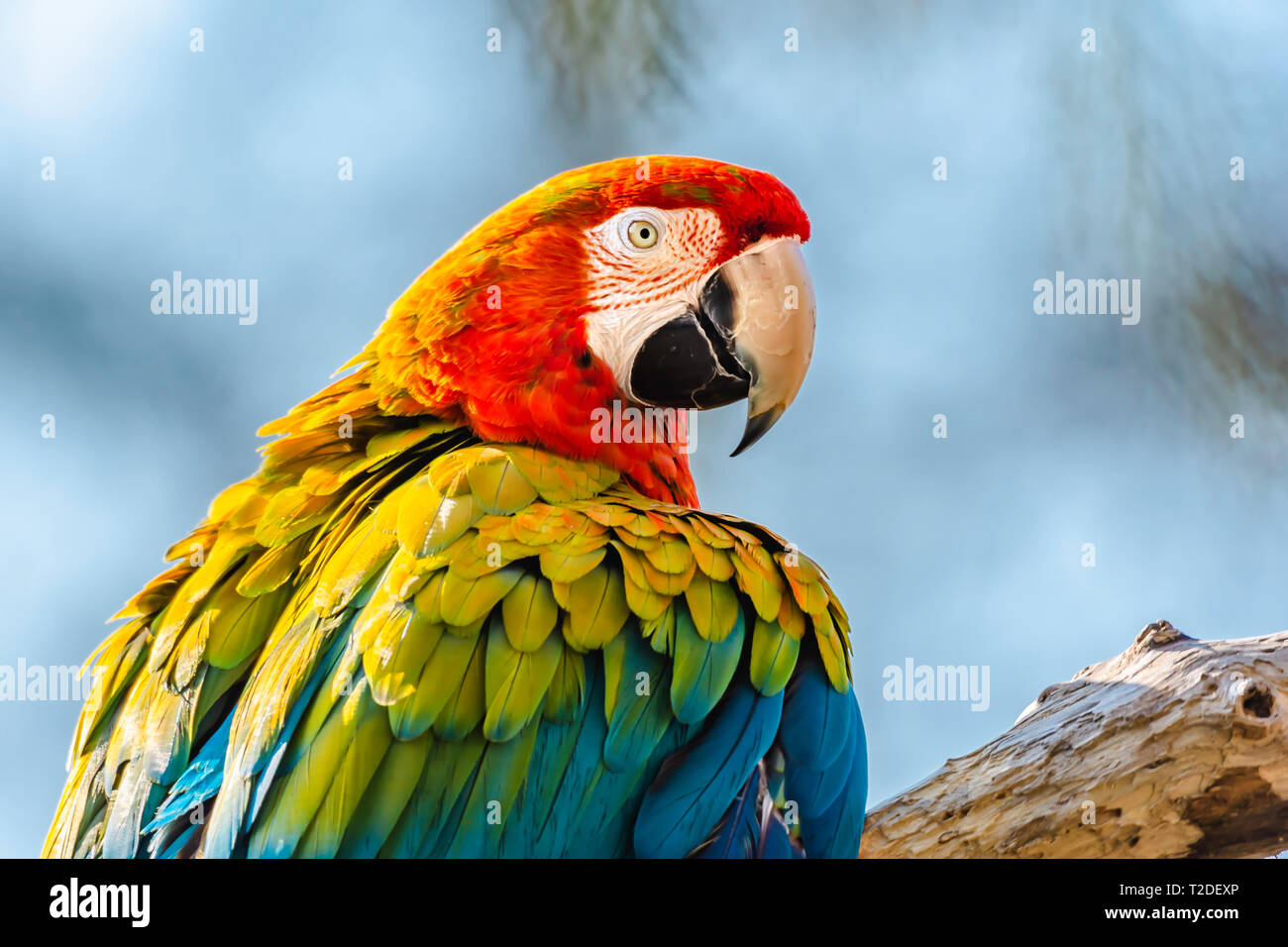 Hellrote ara Papagei hocken auf Zweig und Suchen in der Kamera. Unscharfe blauen Himmel im Hintergrund. Schöne, große und bunte tropische Vogel. Tierwelt. Stockfoto