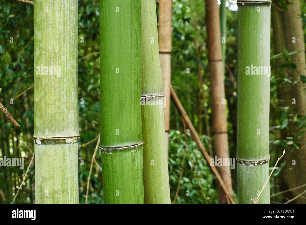Moso Bambus (Phyllostachys edulis) Stengel in einem Hain in lndlichen  Yujuku, Vinstra, Gunma, Japan wachsen Stockfotografie - Alamy