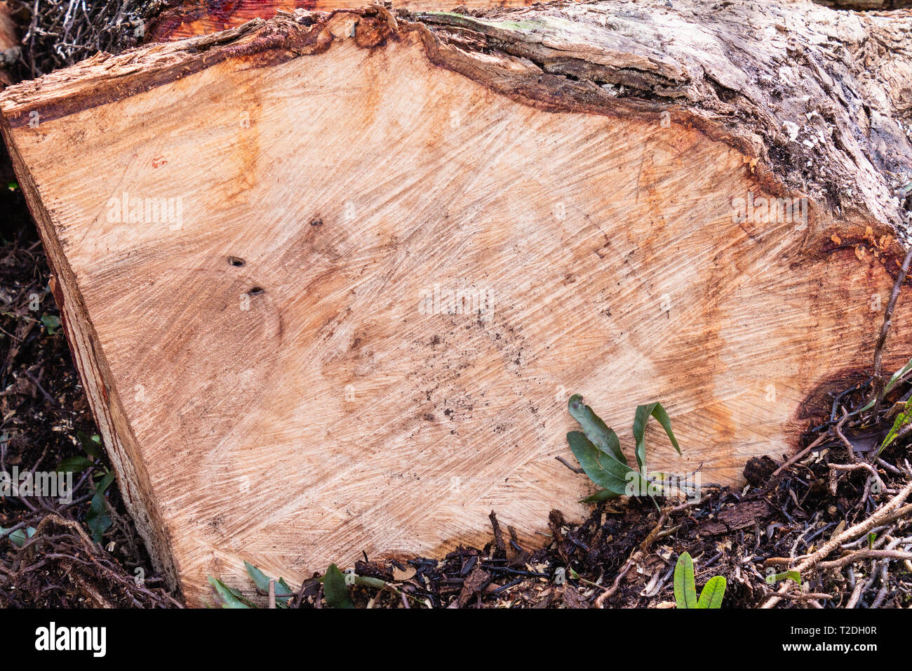 Die Textur des Holzes trunk Stockfoto