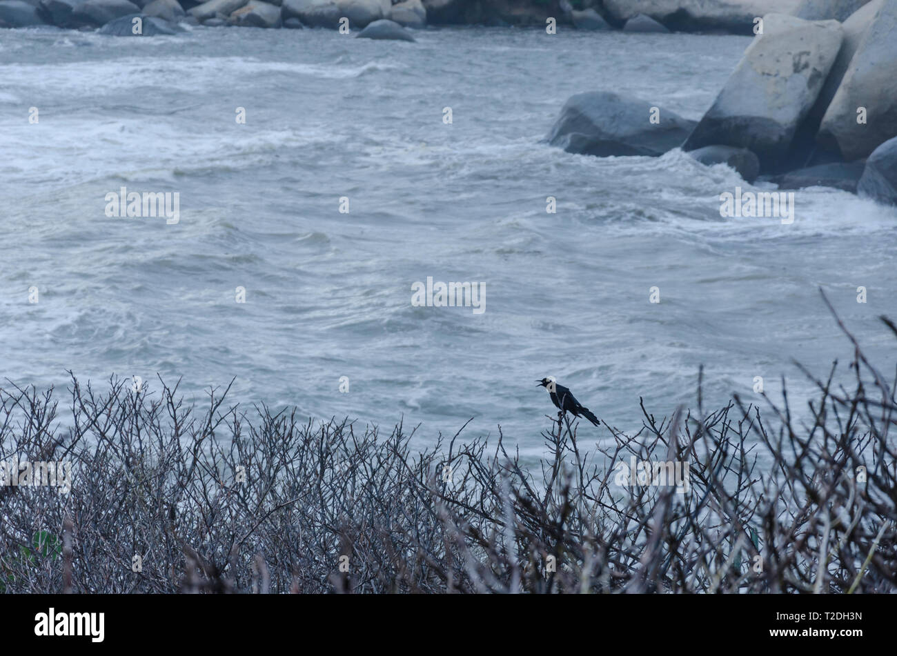 Blackbird am Strand Stockfoto Blackbird am Strand Stockfoto