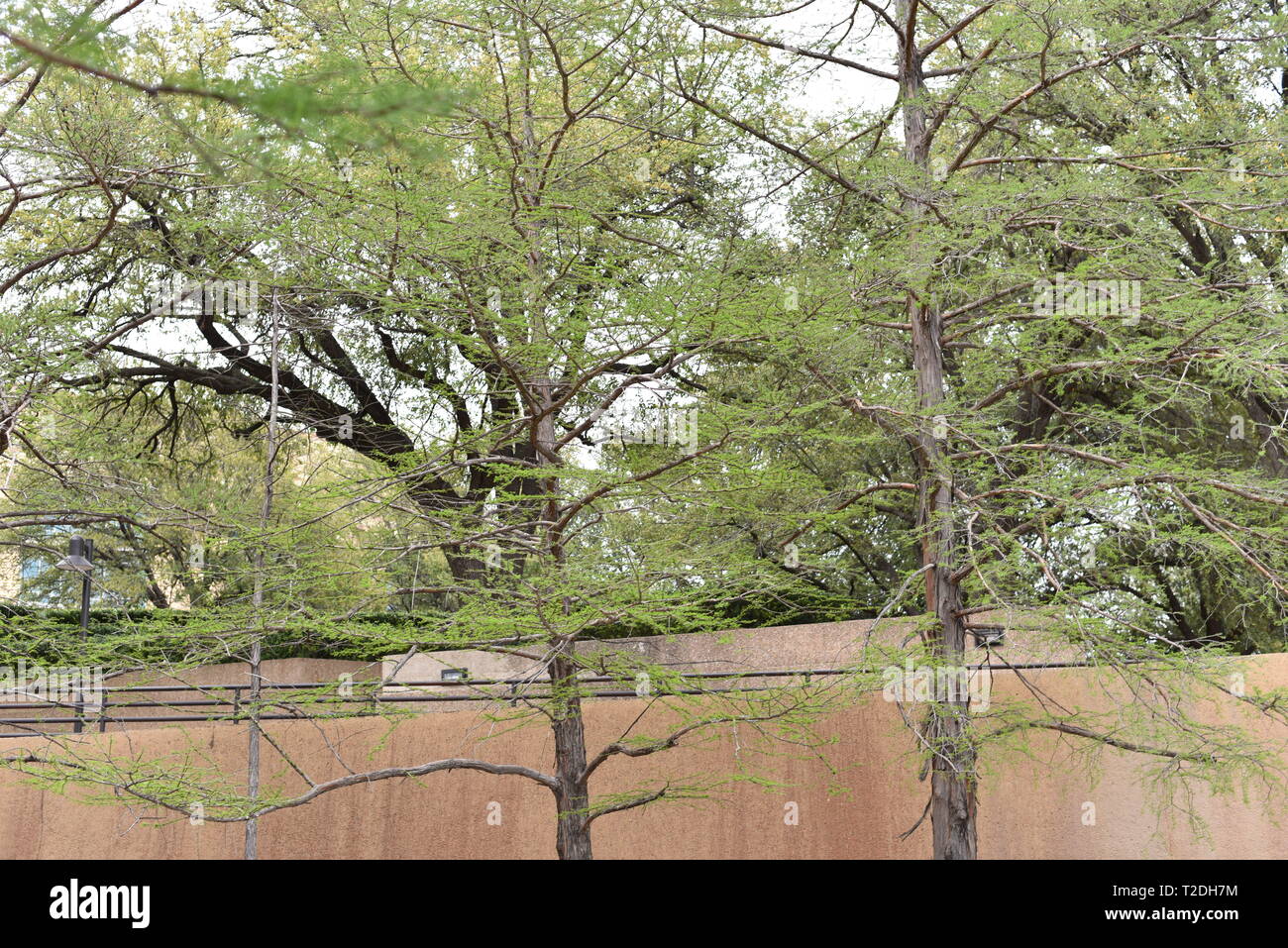 Bäume in einem Park Stockfoto