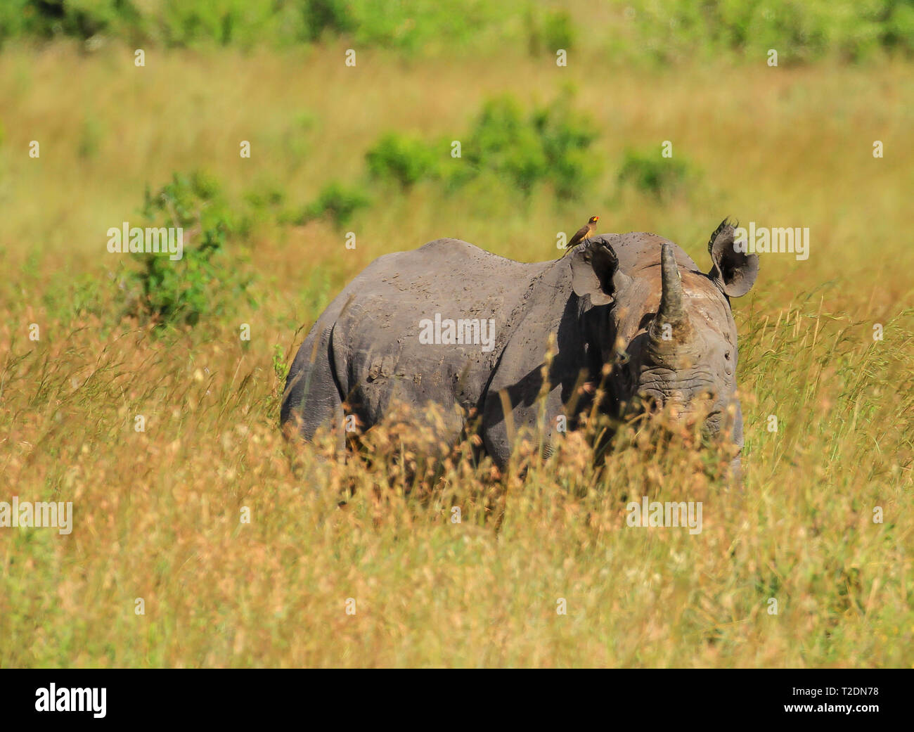 Schwarzes Nashorn, Diceros bicornis, Hakennashorn. Lake Nakuru National Park, Kenia Afrika. Vom Aussterben bedrohte Wildtiere Stockfoto