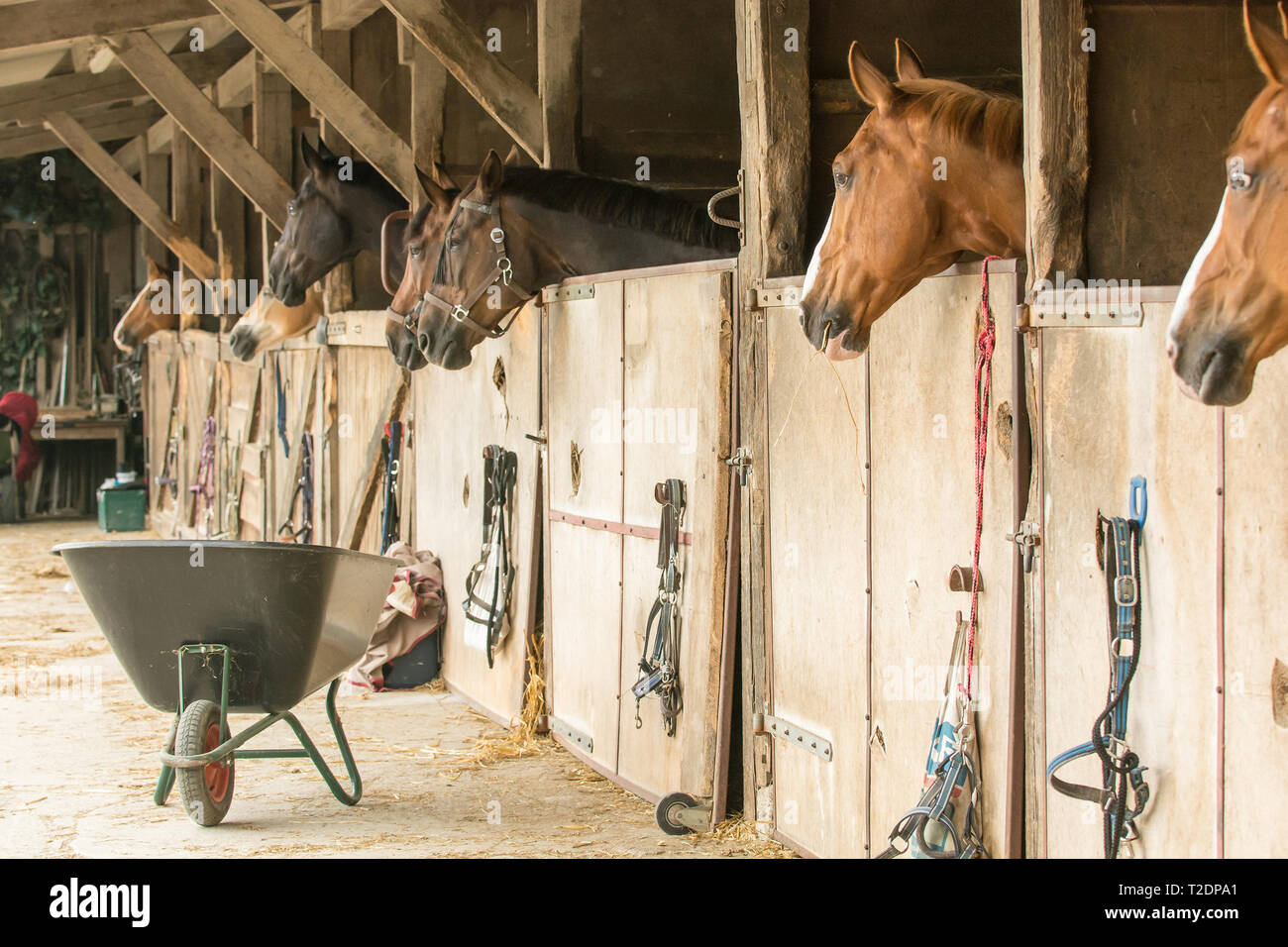 Pferde in ihren Boxen stehen auf einer Pferdefarm Blick aus dem Fenster. Viel Holz, eine Schubkarre und Stroh sind typische Details. Stockfoto