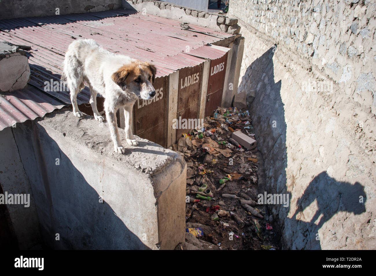 Ein streunender Hund und es ist Schatten, mit Blick auf den Haufen von kunststoffabfällen an der Seite der Straße. Leh, Ladakh. Indien Stockfoto