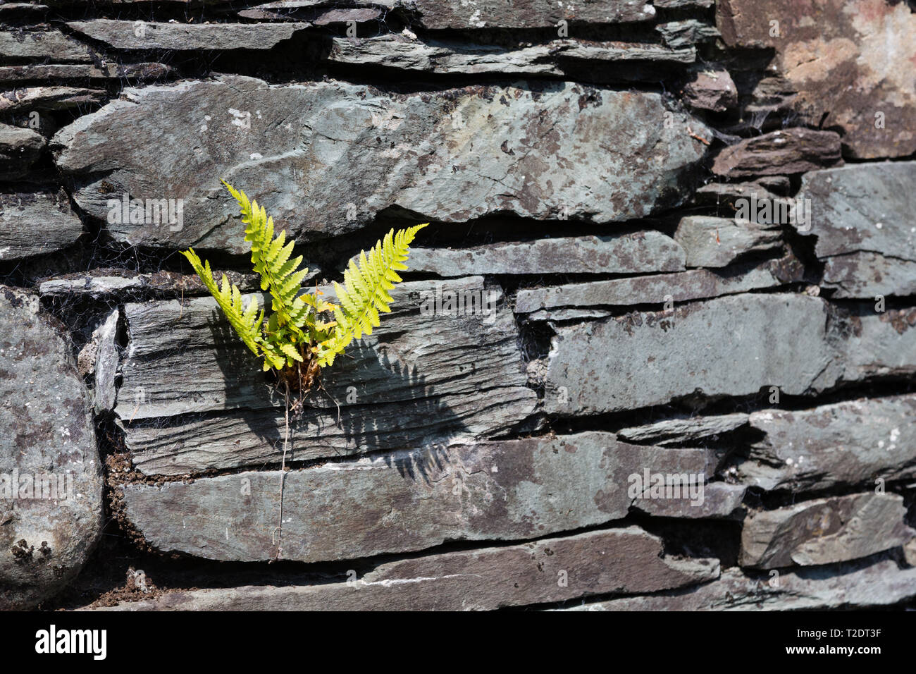Lebende Steinpflanze Stockfotos und bilder Kaufen Alamy