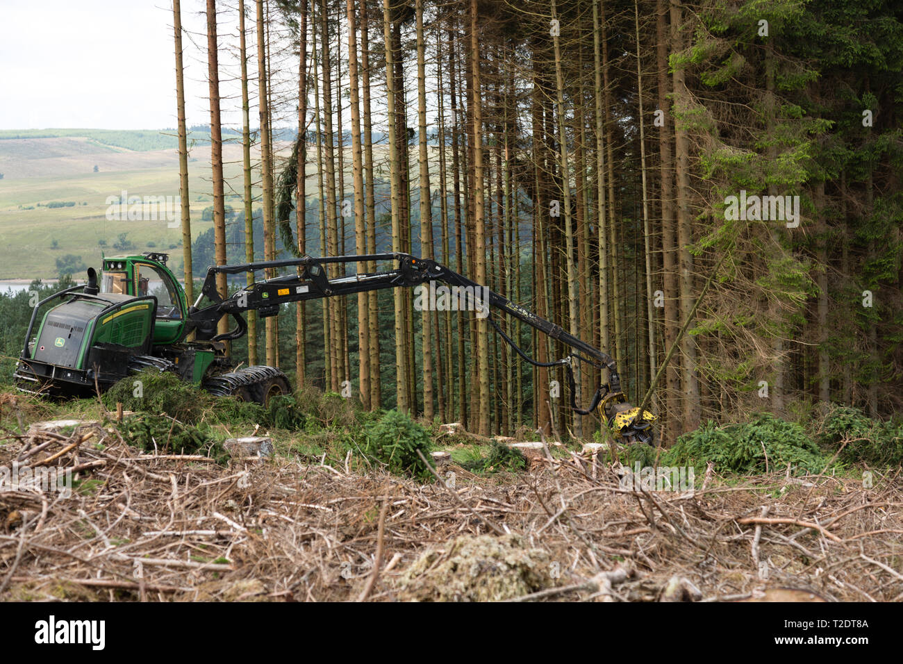 Harvester fells Sitka Fichten auf einer Hochebene Plantage in Nordengland Stockfoto