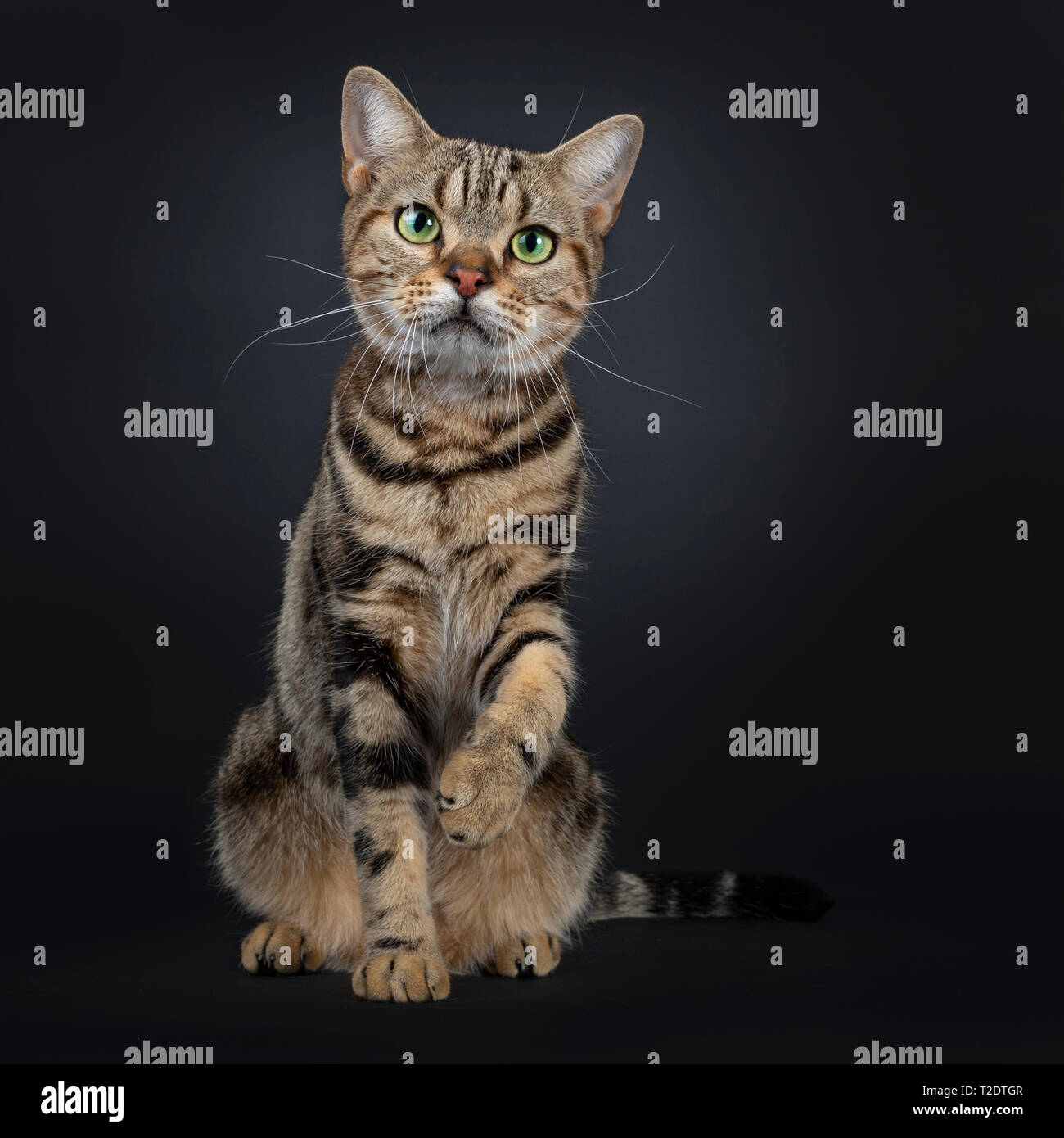 Nette und ausgezeichnete braun Tabby American Shorthair Katze sitzt nach vorne. Suchen gerade in die Kamera mit Grün gelbe Augen. Der einen Pfote zu schütteln Stockfoto