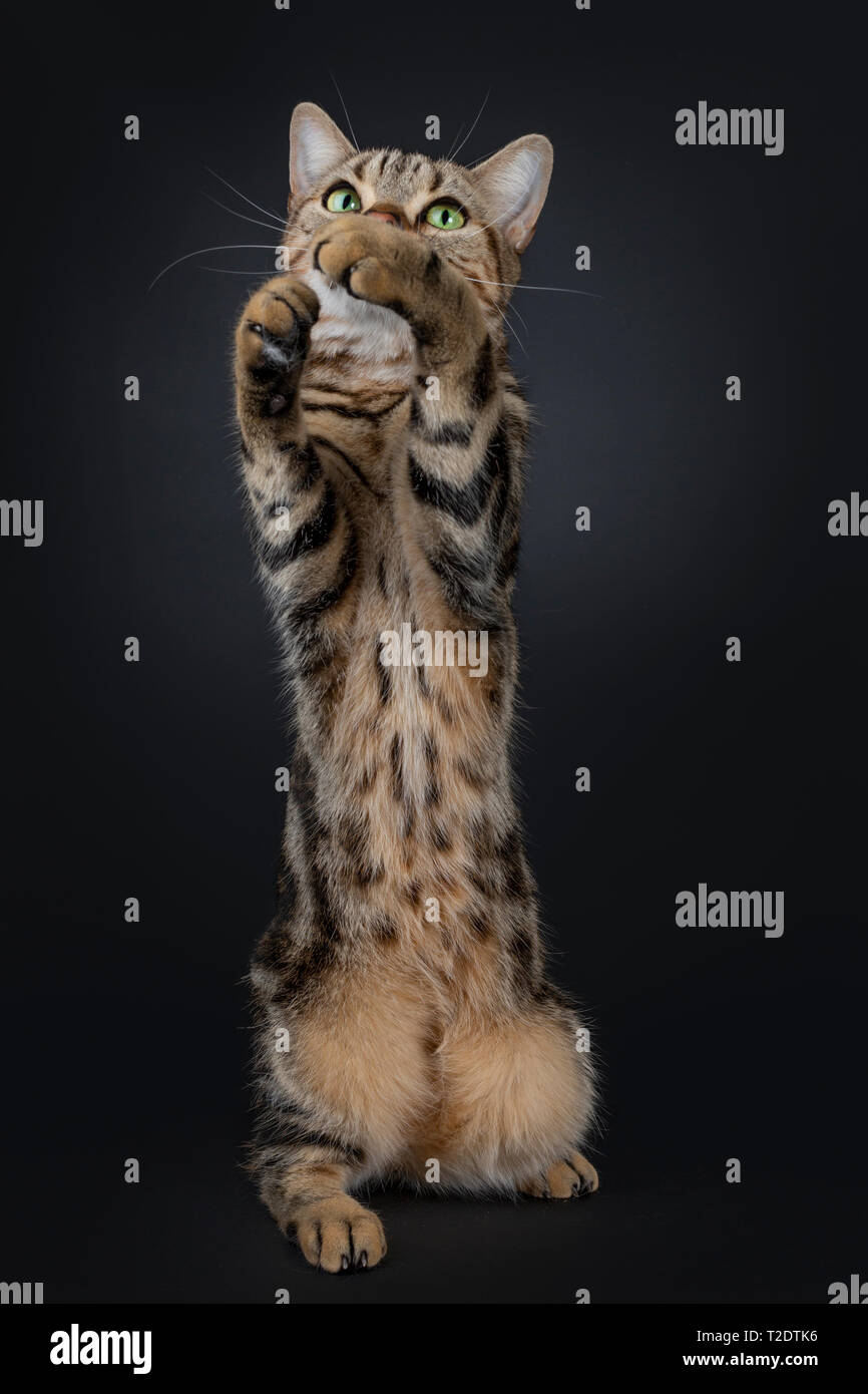 Nette und ausgezeichnete braun Tabby American Shorthair Katze sitzt auf Hinterpfoten streckte nach oben für das Spielen/verfangen. Suchen Sie mit Grün Gelb Stockfoto
