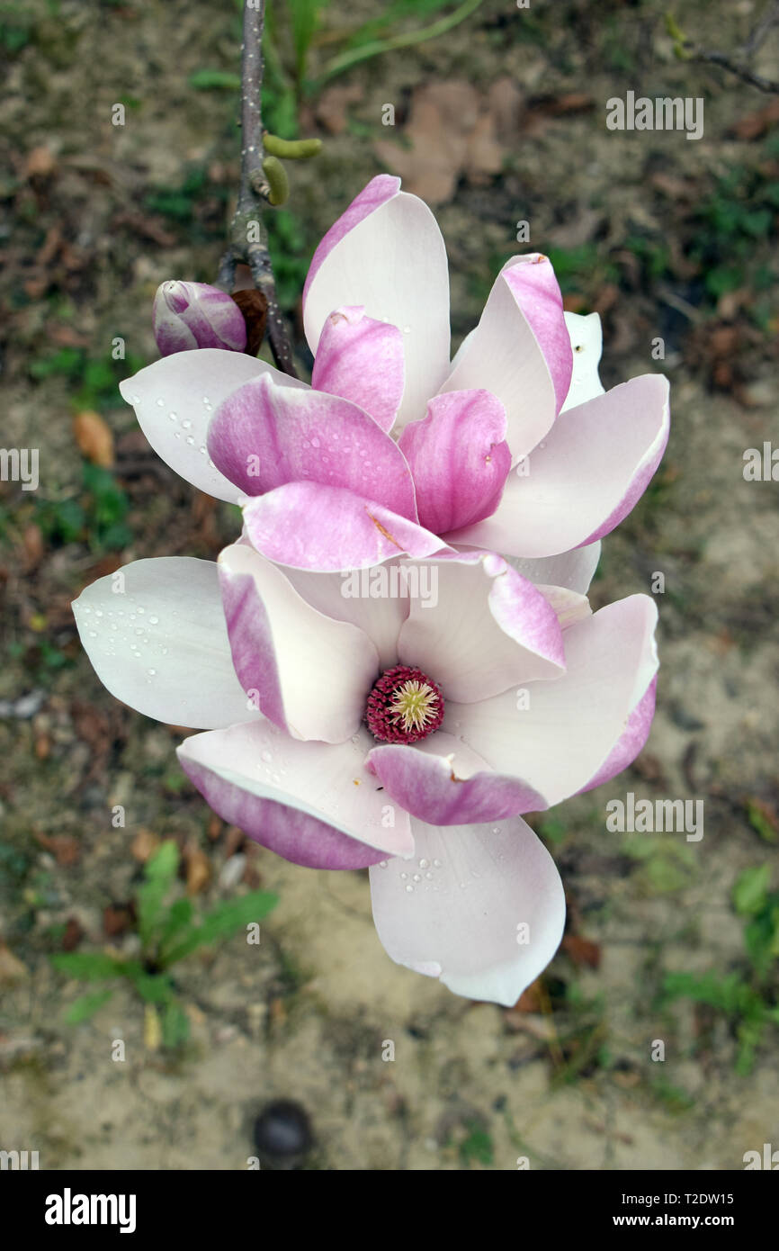Magnolie, liliomfa, Magnolia, Magnolia Arten Stockfotografie Alamy