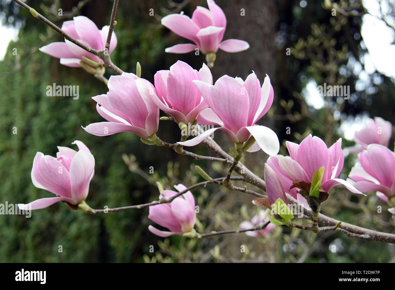 Magnolie, liliomfa, Magnolia, Magnolia Arten Stockfotografie Alamy