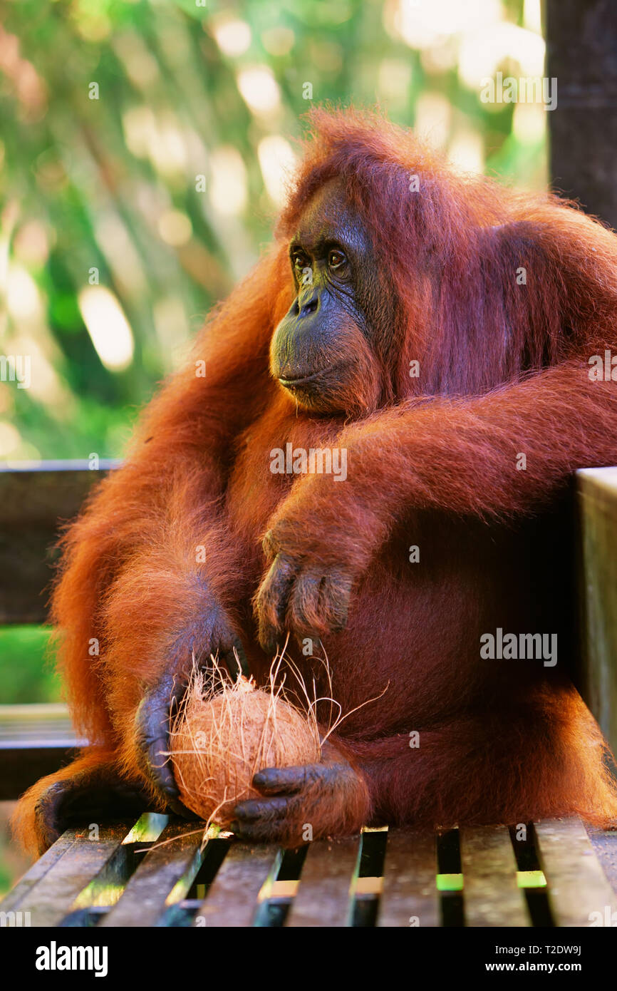 Wild bornesischen Orang-utan im Semenggoh Nature Reserve, Wildlife Rehabilitation Centre in Kuching. Orang-utans sind vom Aussterben bedrohten Menschenaffen bewohnen Regenwälder Stockfoto