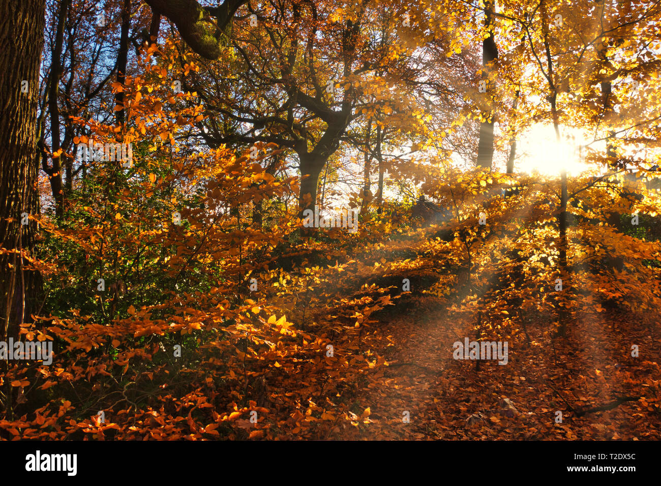 Strahlen der Sonne durch Bäume im Herbst Stockfoto