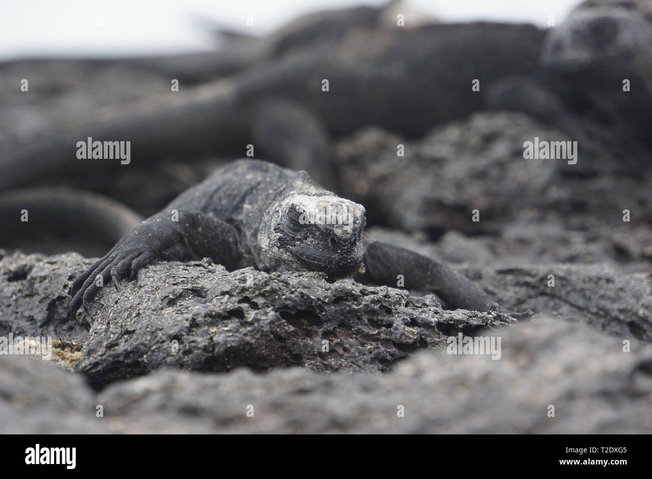 Wenig Iguana - Galapagos Inseln Stockfoto