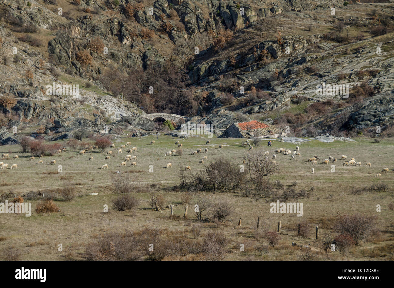 Mazedonische Dorf - Zovich, Mariovo Region - Schafherde im Vordergrund Stockfoto