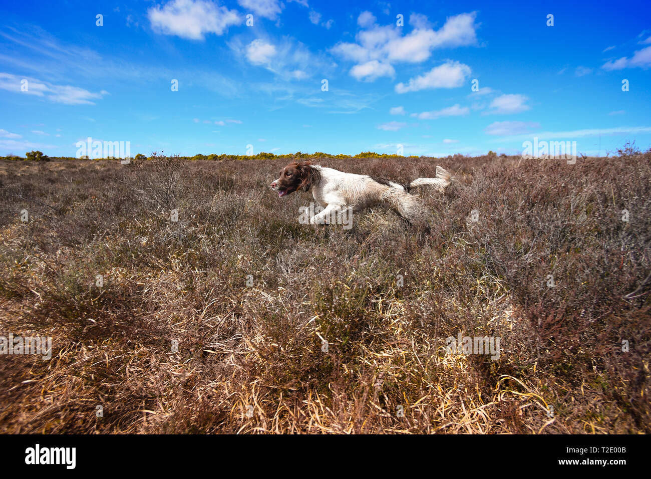 Ein englischer Springer Spaniel läuft und Federn über Heide spielen und die Jagd auf Vögel. Springer Spaniels haben eine große Fahrt zu jagen Vögel. Stockfoto