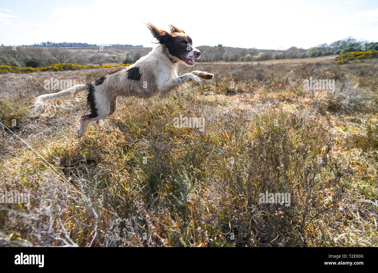 Ein englischer Springer Spaniel läuft und Federn über Heide spielen und die Jagd auf Vögel. Springer Spaniels haben eine große Fahrt zu jagen Vögel. Stockfoto