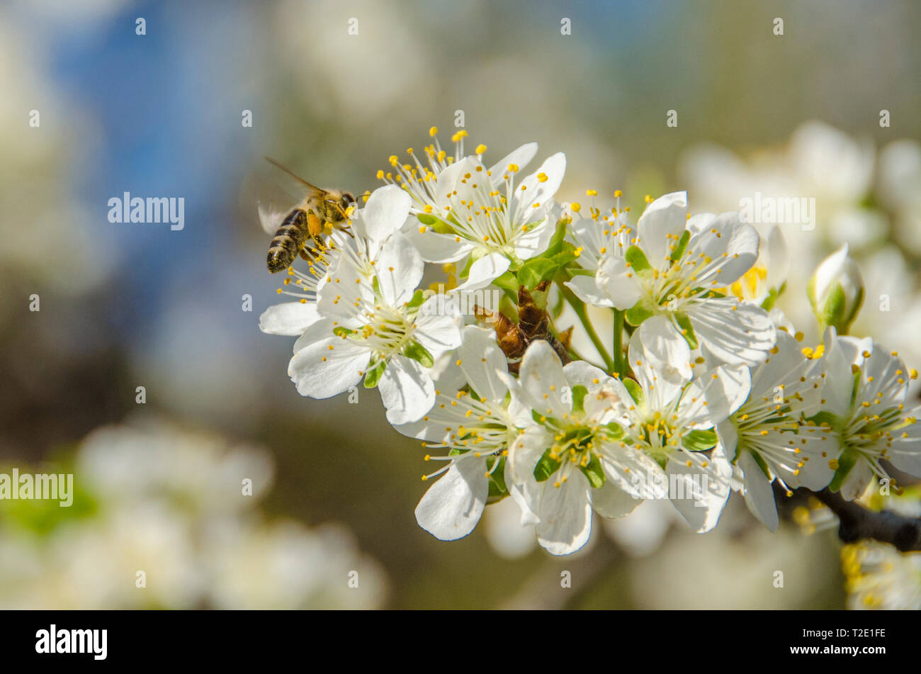 Biene auf einer Blume - Honey Bee Bestäubung Stockfoto