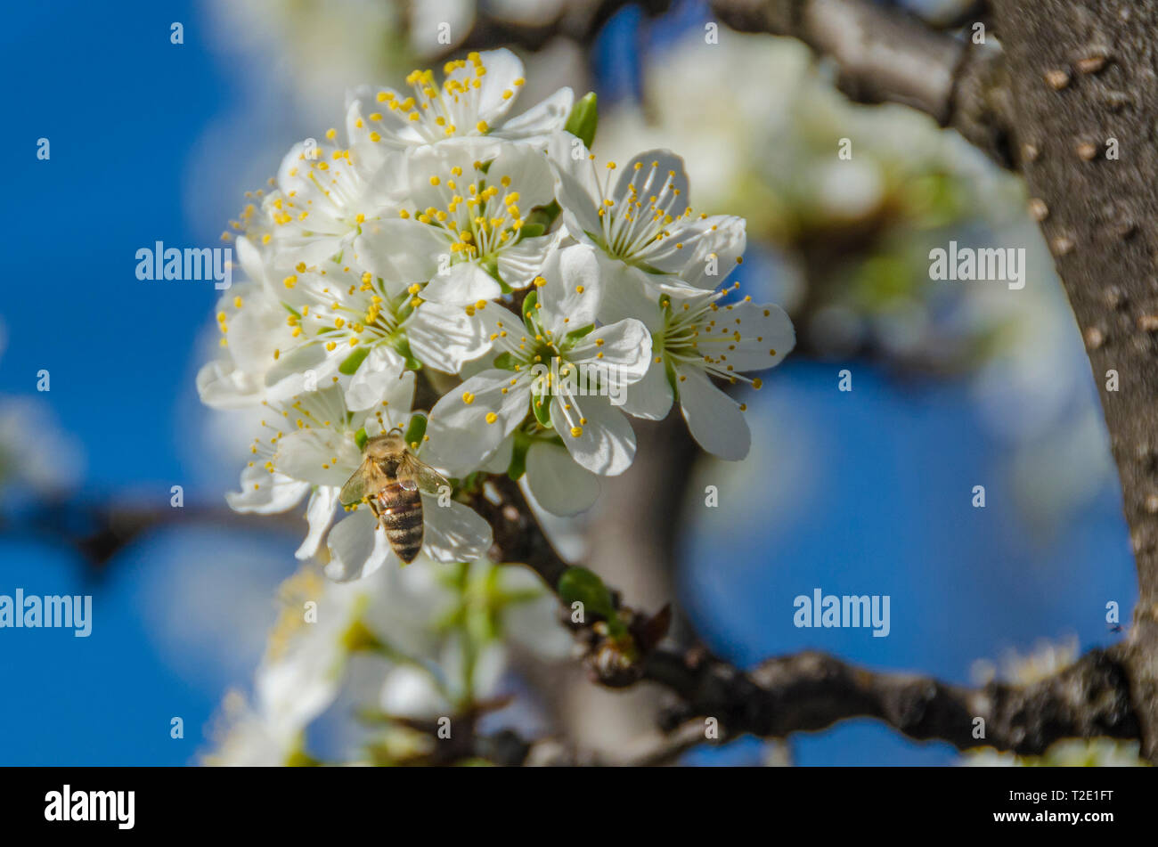 Honey Bee Bestäubung - Honig Biene auf einer Blume Stockfoto