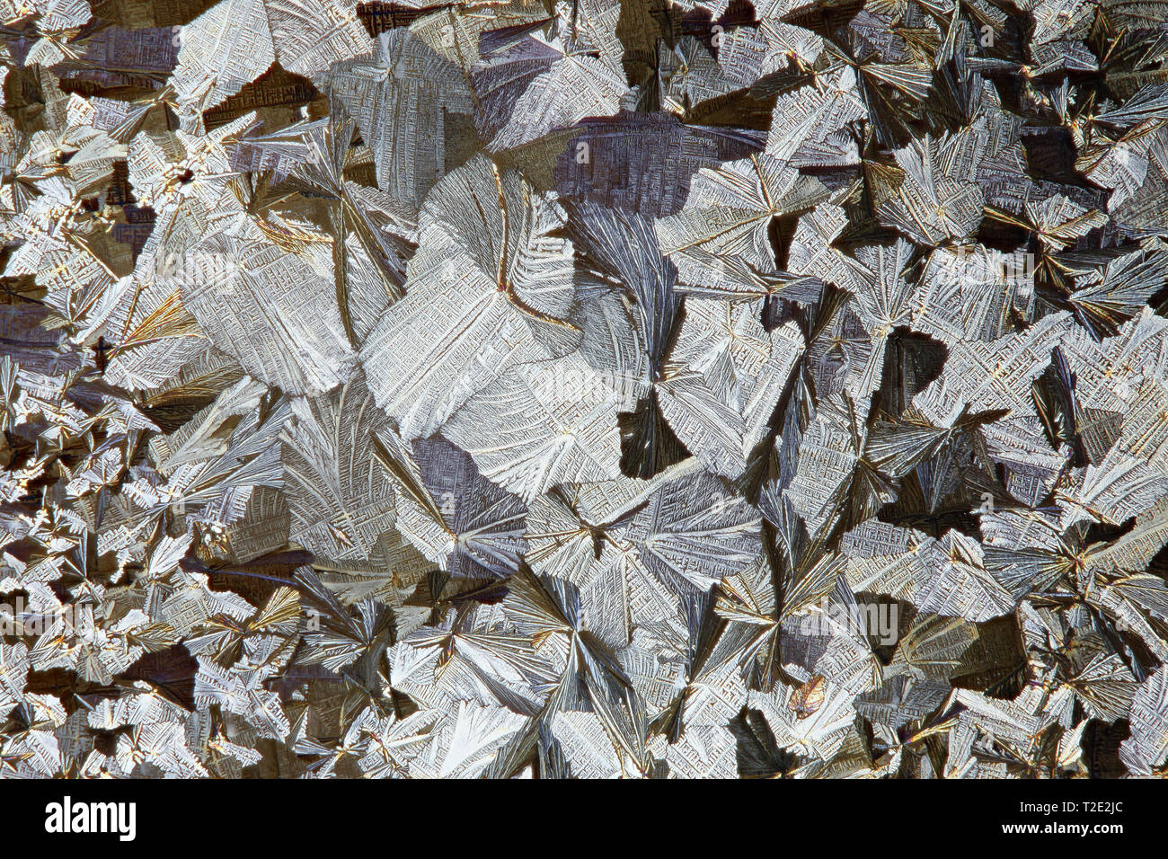 Kristalle von Acetylsalicylsäure, eine gemeinsame Schmerzmittel, Mikroskop Bild Stockfoto