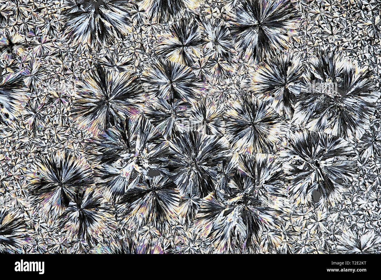 Kristalle von Acetylsalicylsäure, eine gemeinsame Schmerzmittel, Mikroskop Bild Stockfoto