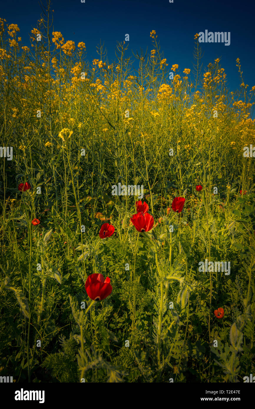 Schönen wilden Klatschmohn in einem rapsfeld gegen ein strahlend blauer Himmel bei Tageslicht Stockfoto