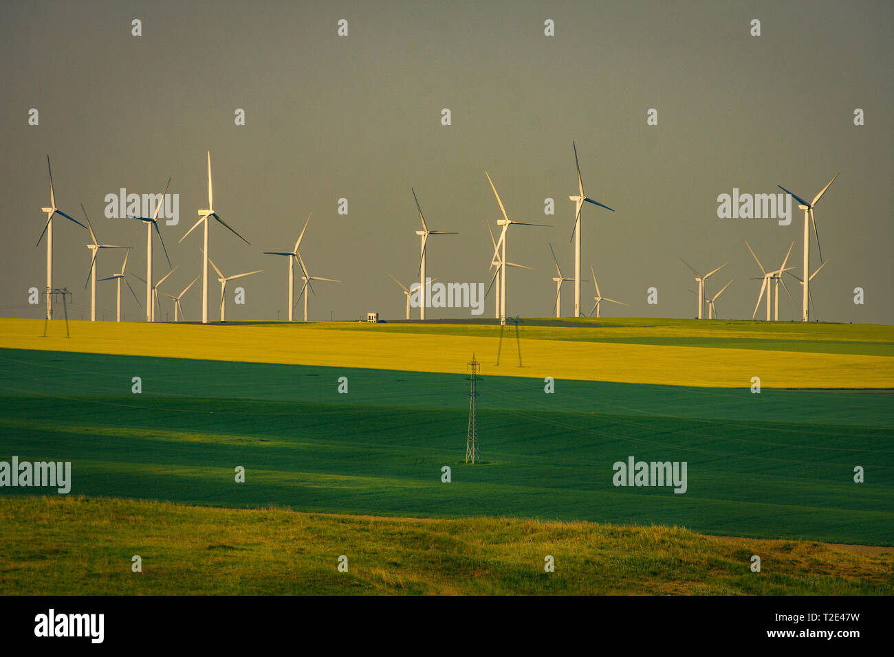 Äolische Windenergieanlagen verwendeten ökologischen grünen Strom Schuß in einem mit farbigen Weizen und canolas im Frühjahr in Rumänien zu produzieren Stockfoto