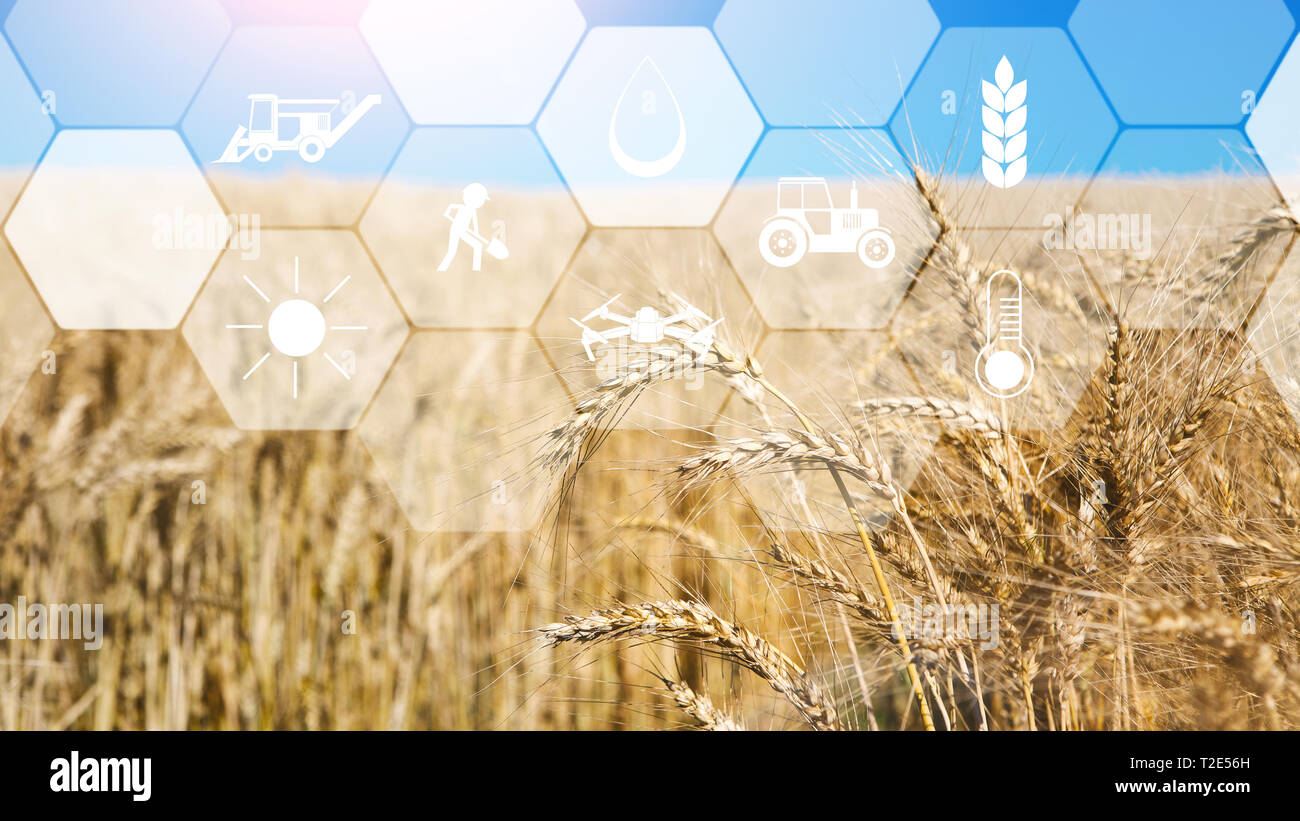 Smart Farming, iot und agritech. Digitaler Sensor Symbole für die Verwaltung, Kontrolle und Überwachung der Landwirtschaft auf weizenfeld Hintergrund, leeren Raum Stockfoto