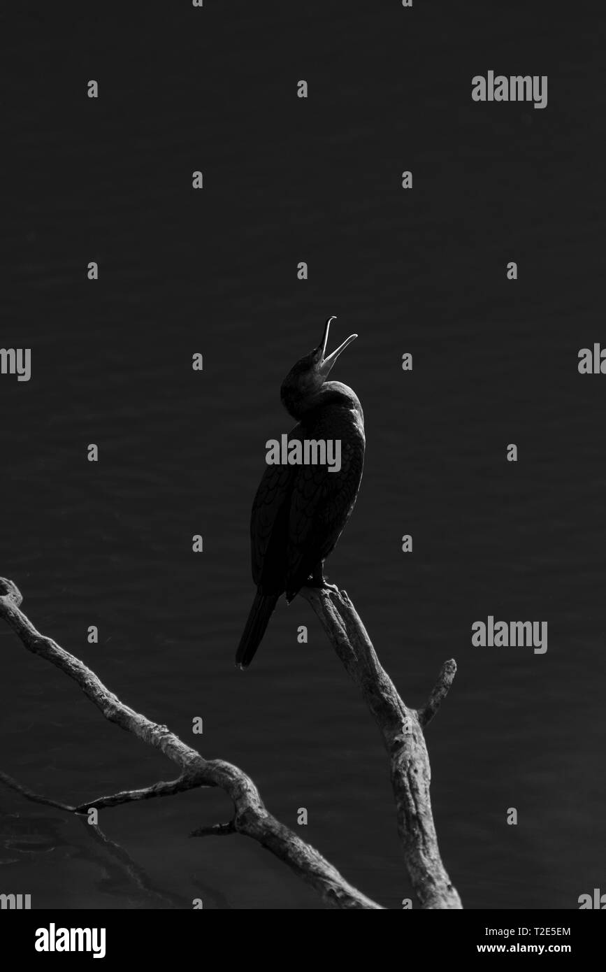 Kormoran Vogel mit offenem Schnabel schreien und hocken und Chatten in Zweigstellen aus. Stockfoto