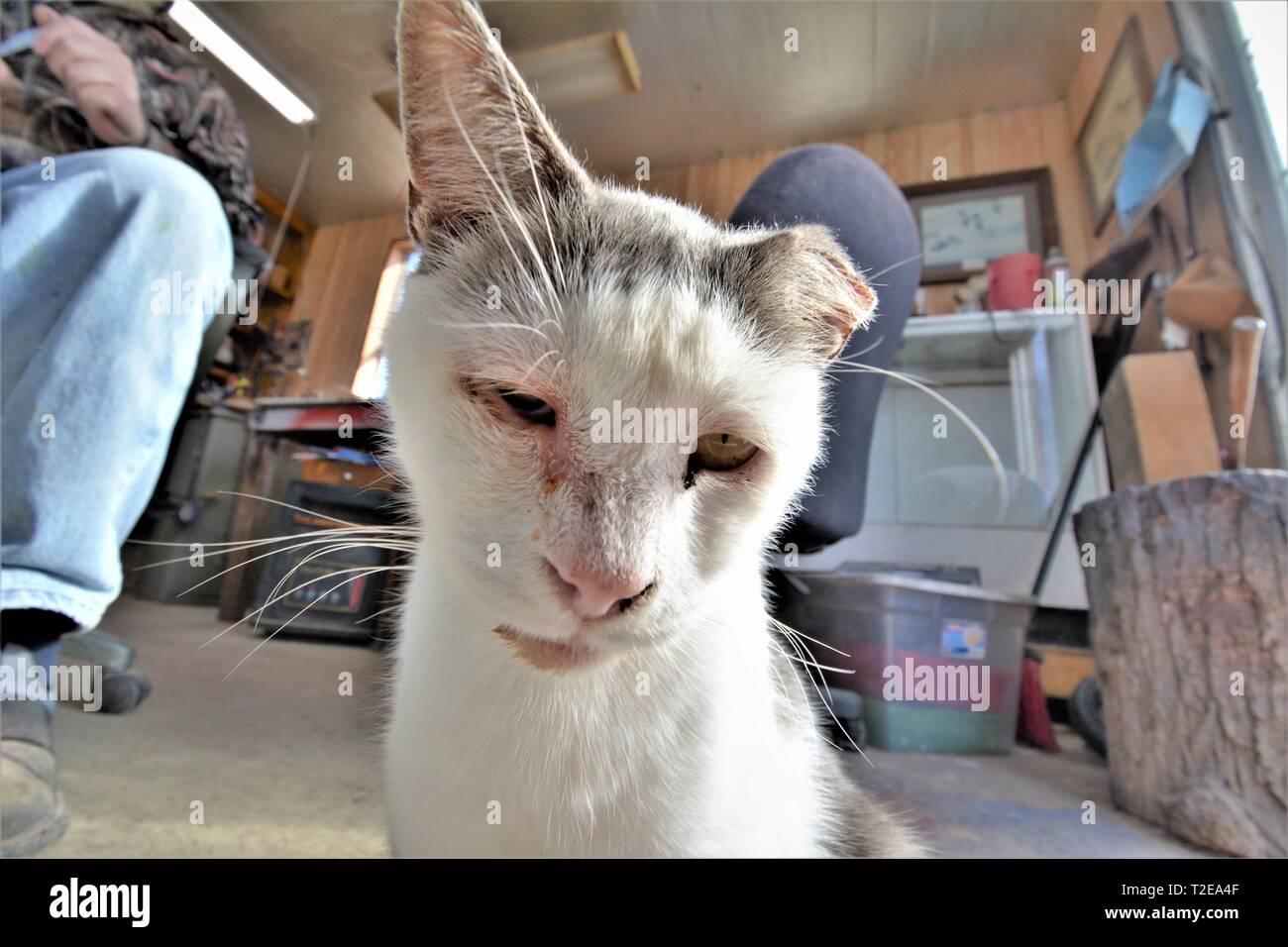 Katze in Whitehaven Port in Maryland, referenziert Streuner Stockfoto