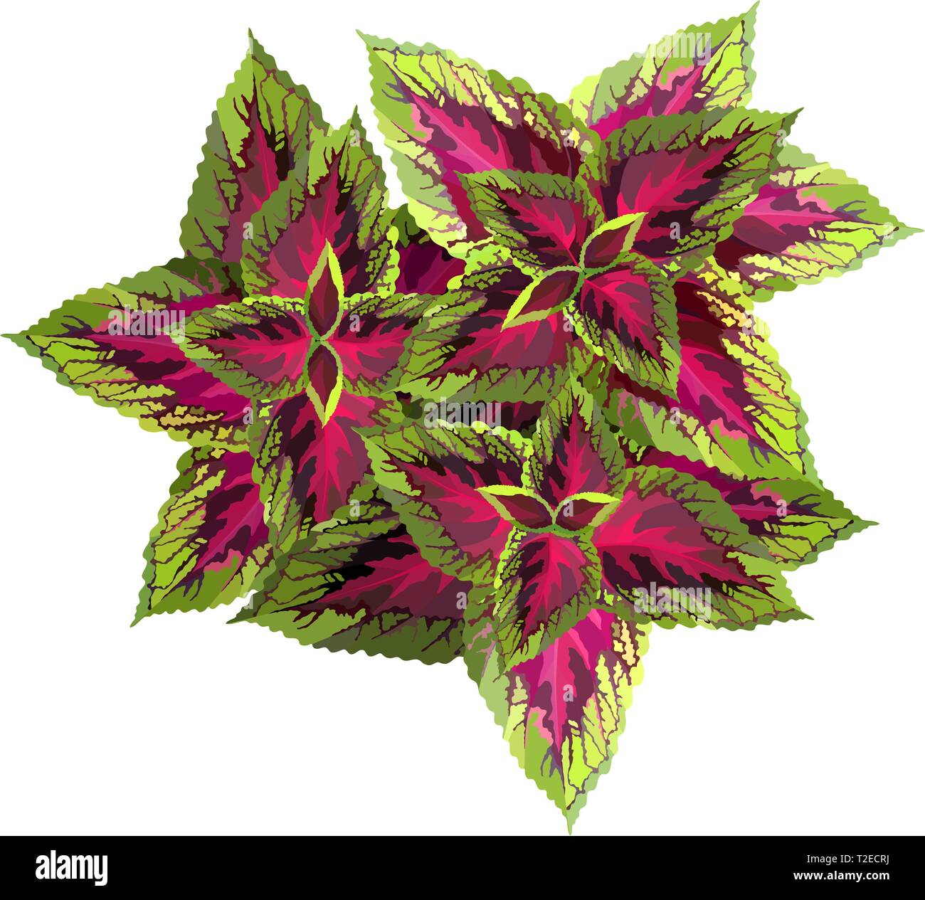 Das Burgund mit gelben coleus auf weißem Hintergrund, Vector Illustration Stock Vektor