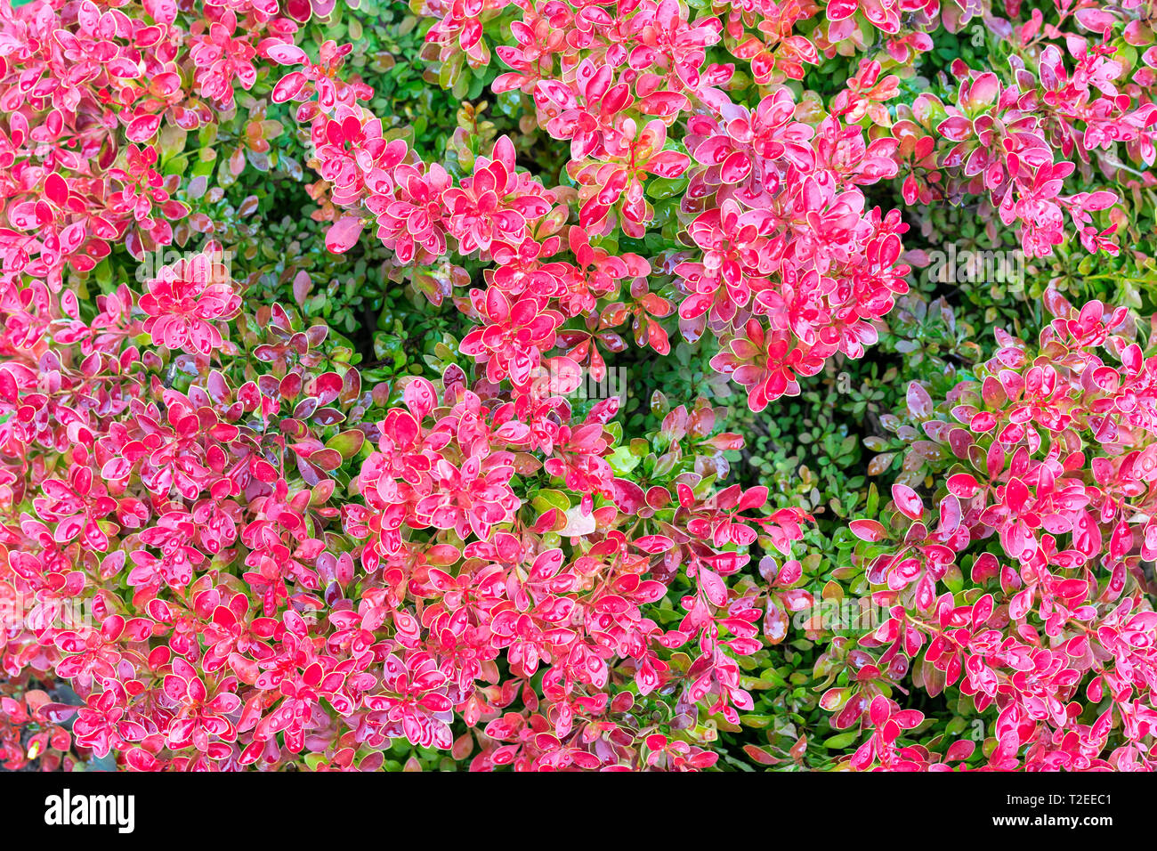 Berberis tunbergii Golden Ring Stockfoto