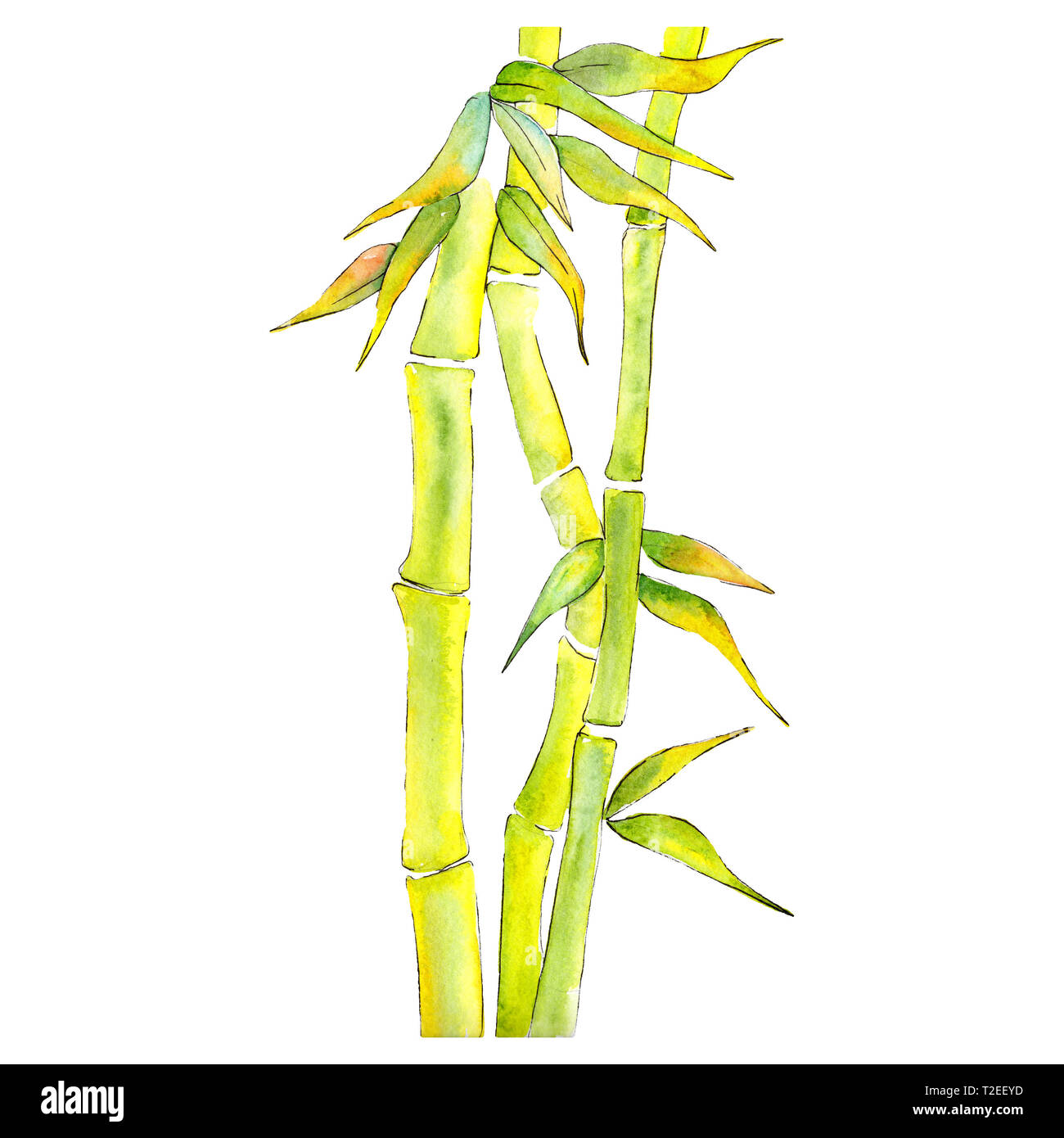 Bambus grne Bltter und Dampf. Blatt Pflanze botanische Garten Blumen  Laub. Aquarell Hintergrund Abbildung. Aquarell Zeichnung Mode aquarel  Stockfotografie - Alamy