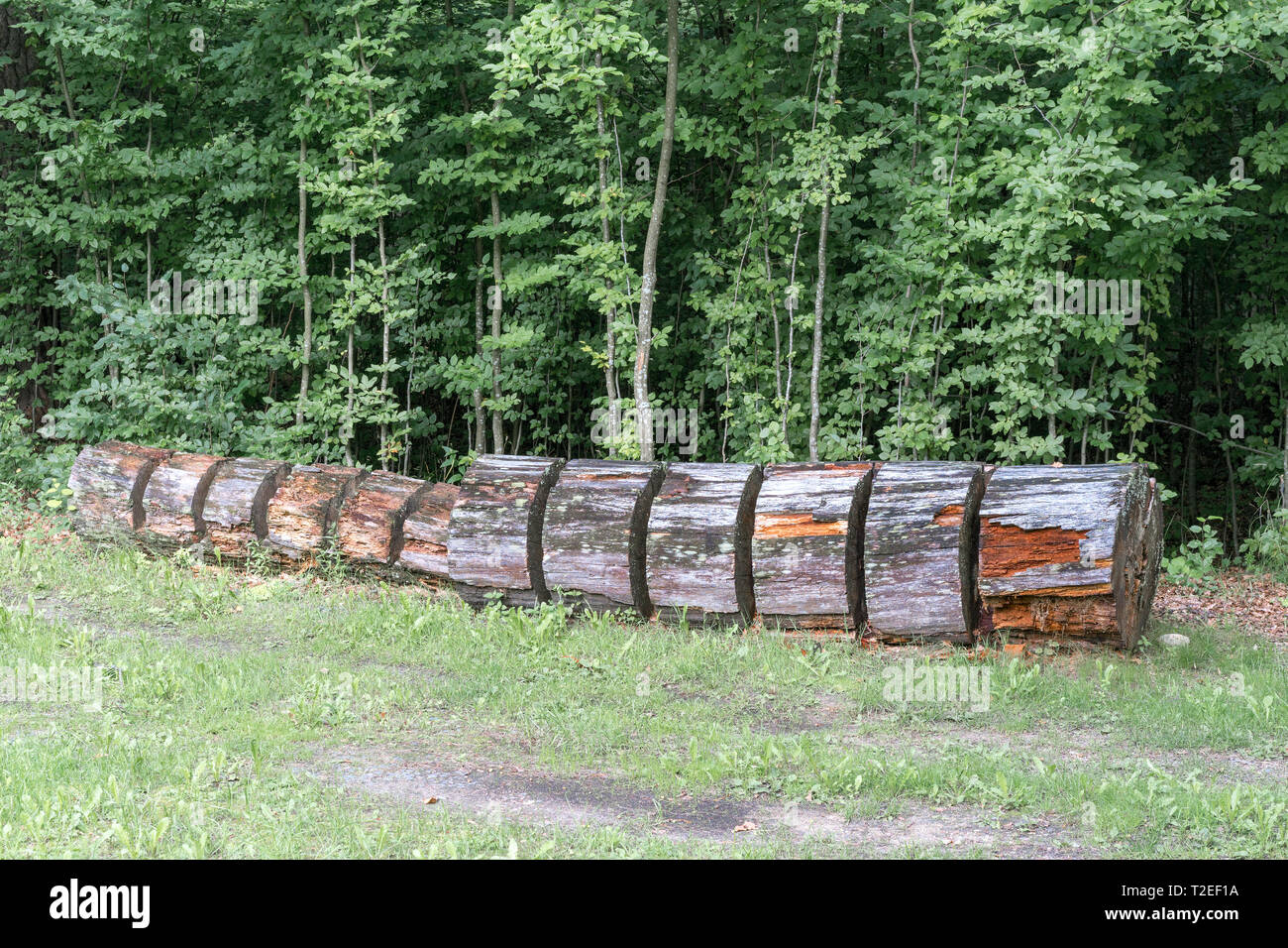 Der Stamm eines großen Baum ist in Stücke und liegt auf dem Boden schneiden Stockfoto