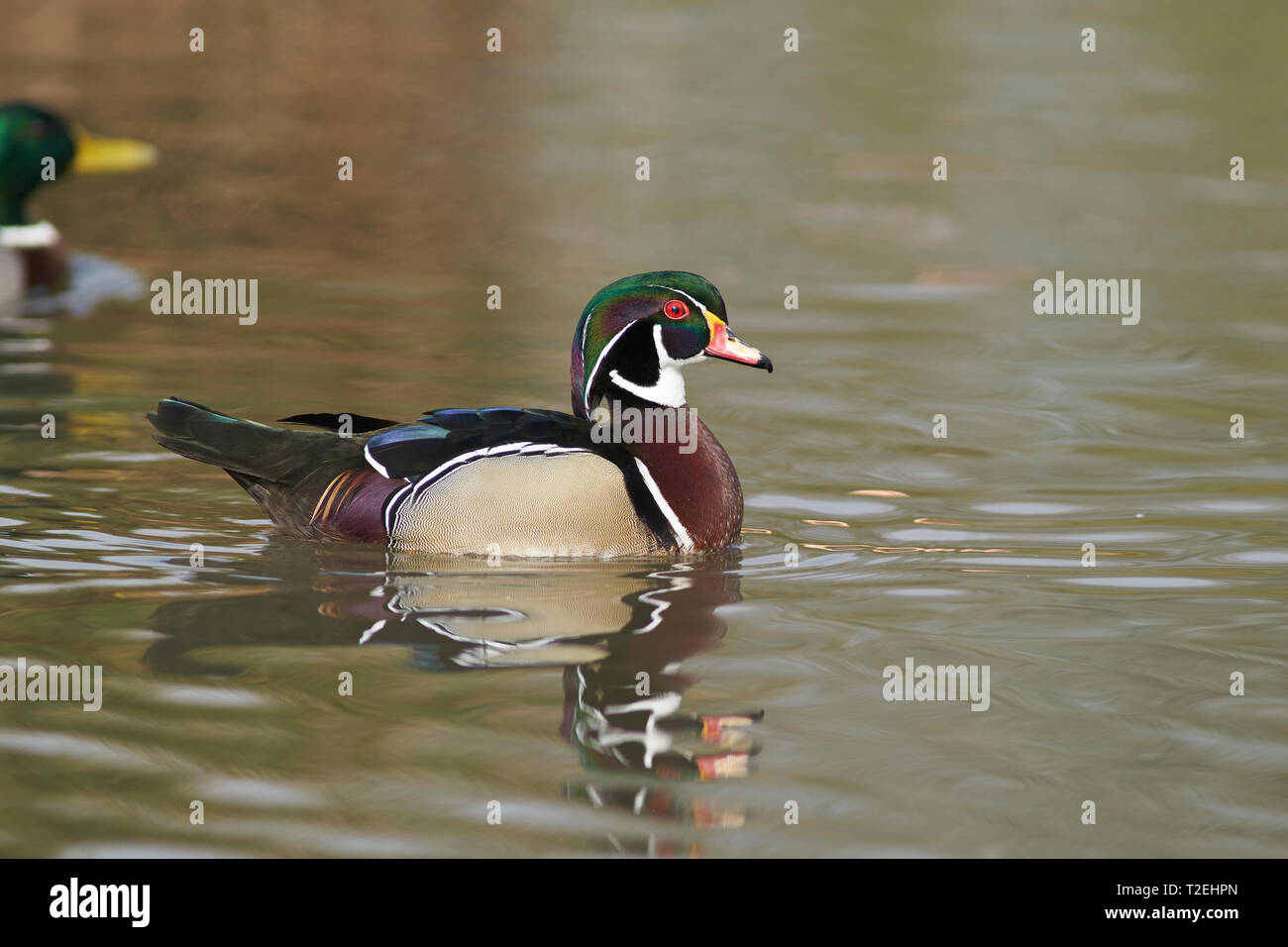 Holz Ente (Aix sponsa), reich verzierten und farbenprächtigen Federkleid. Stockfoto