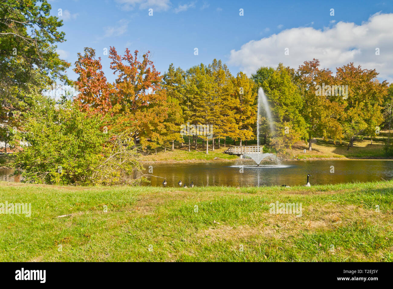 Blauer Himmel mit ein paar Wolken, fallen Farben unter grüne Laub, einem Brunnen, und Gänse auf einem herbstnachmittag von Bugg See an der UMSL Campus. Stockfoto