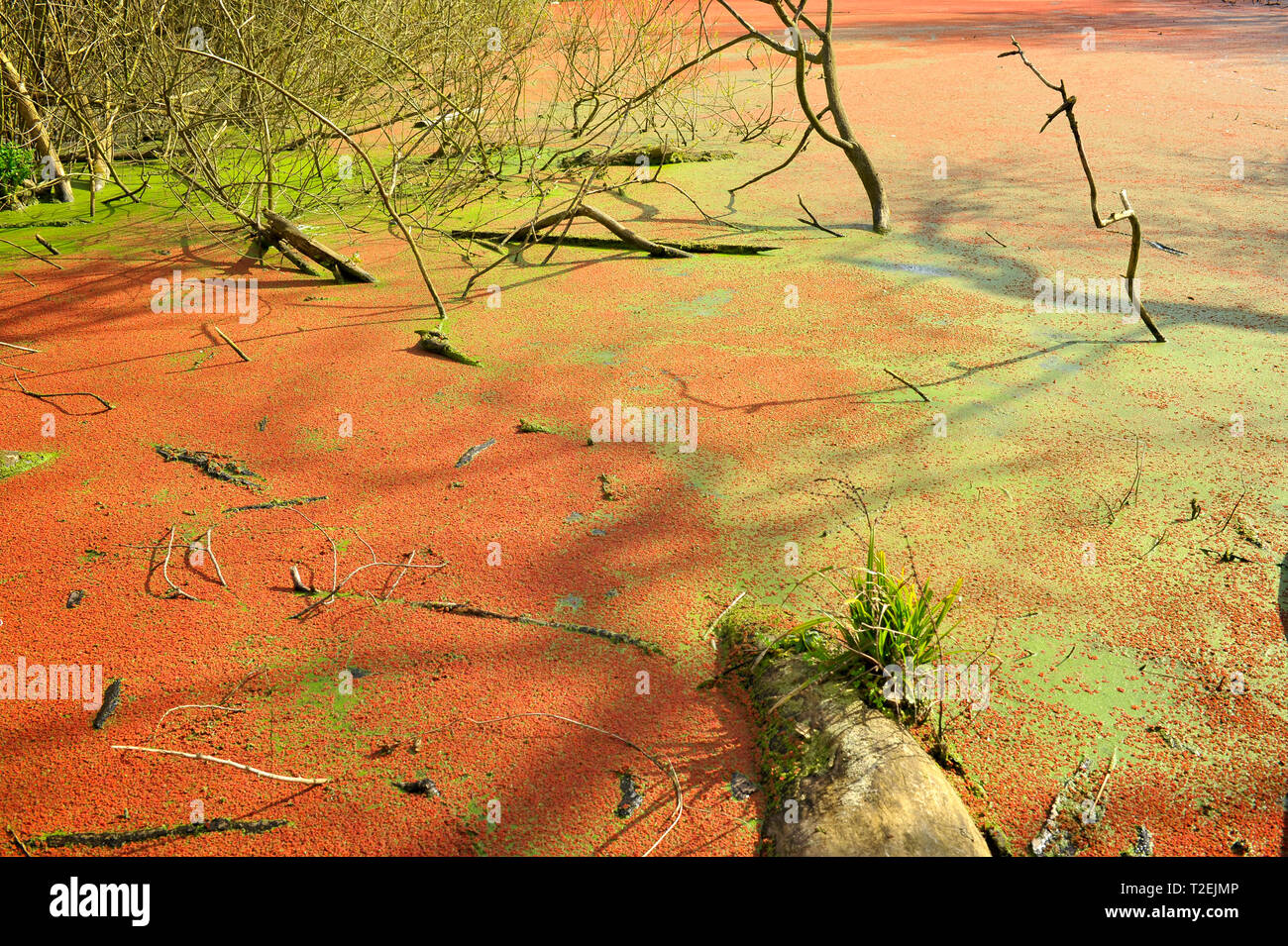 Rote und grüne Algen floating auf See Oberfläche Stockfoto