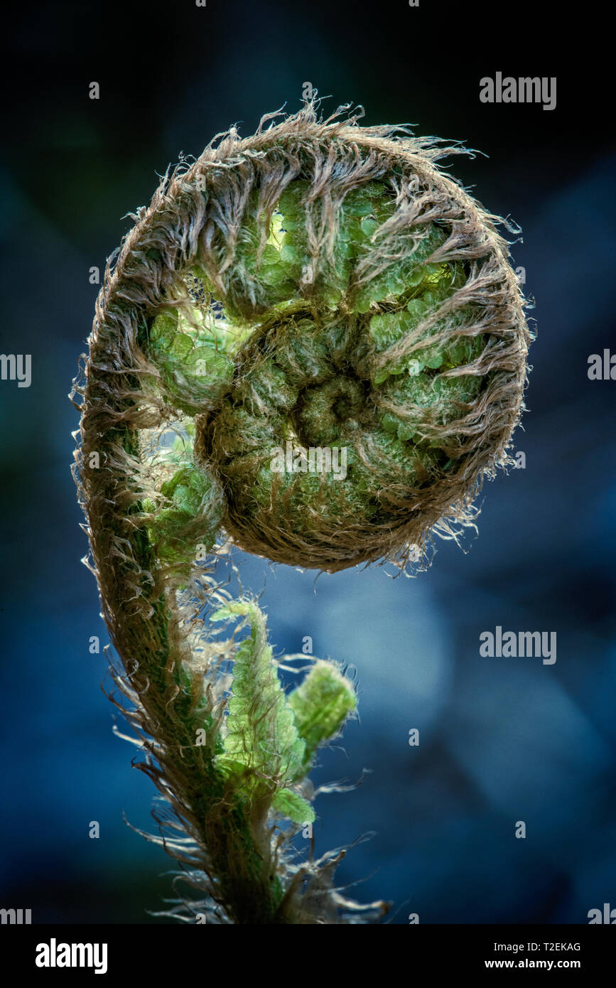 Fiddlehead Farn Wedel, Michigan, USA, Nordamerika Stockfoto