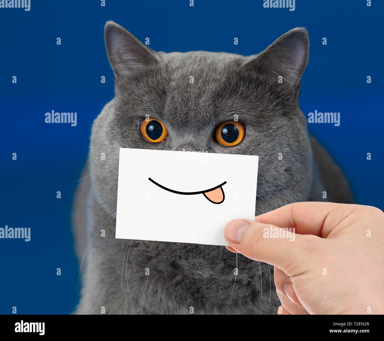 Happy Cat Closeup Portrait mit lustigen Lächeln Stockfoto