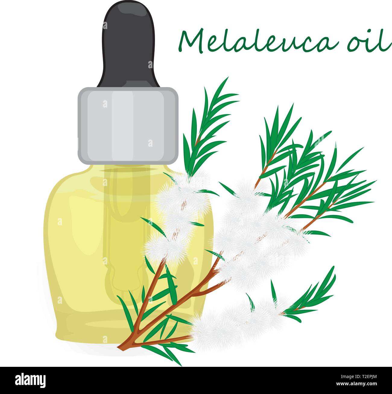 Melaleuca ätherisches Öl Vektor-illustration Aromatherapie Stock Vektor