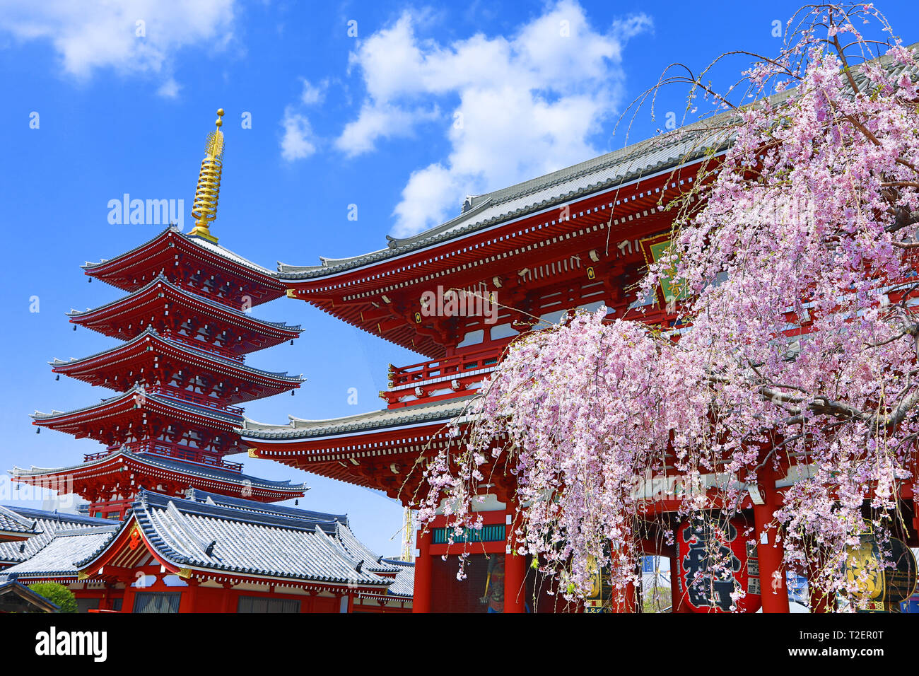 Hozomon, das innere Tor, und das fünfstöckige Pagode mit Cherry Blossom am Senso-Ji Tempel in Asakusa, Tokyo, Japan. Es ist die älteste Buddhistische tem Stockfoto
