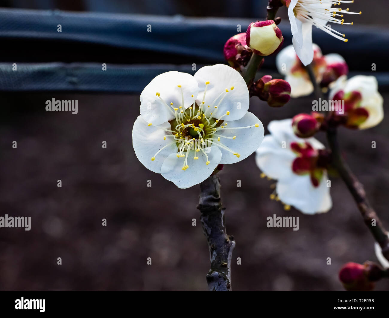 Pflaume Blüten öffnen auf einem japanischen Pflaumenbaum Ende Februar. Diese schöne kleine Blumen Signal den kommenden Frühling. Stockfoto