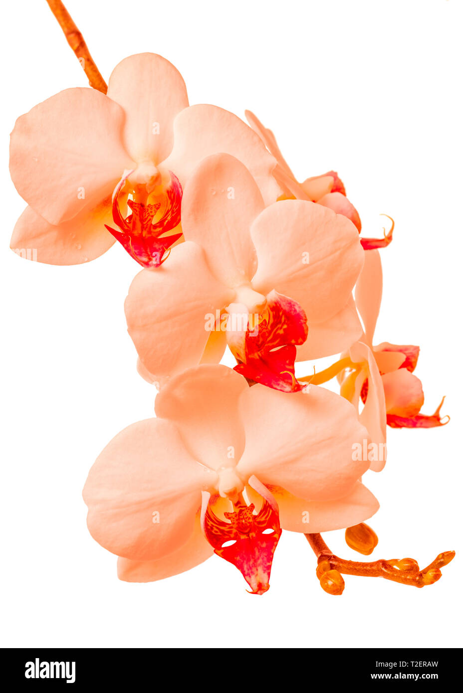 Blühender Zweig des lebende Korallen, trendige Farbe Orchidee, Phalaenopsis auf Hintergrund isoliert ist, bilden. Stockfoto