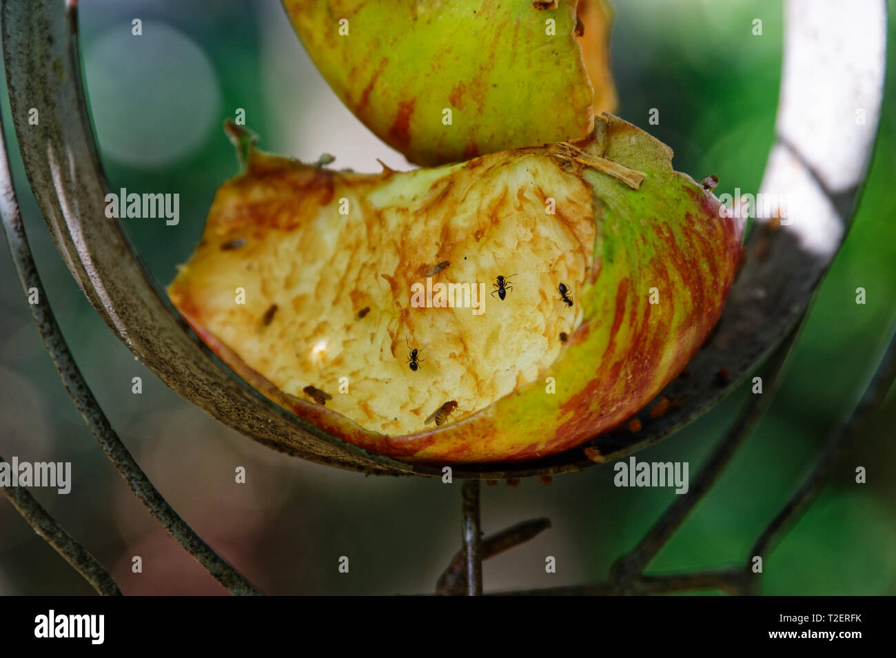 Fruchtfliegen auf einen Schnitt Apple heraus auf einem futterhaus Für die Vögel im Winter Stockfoto