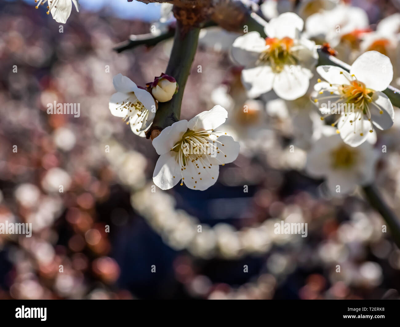 Frühe sakura Kirschblüte in voller Blüte. In Japan werden diese Kleine rosa Blumen Verkünder der Beginn des Frühlings. Stockfoto