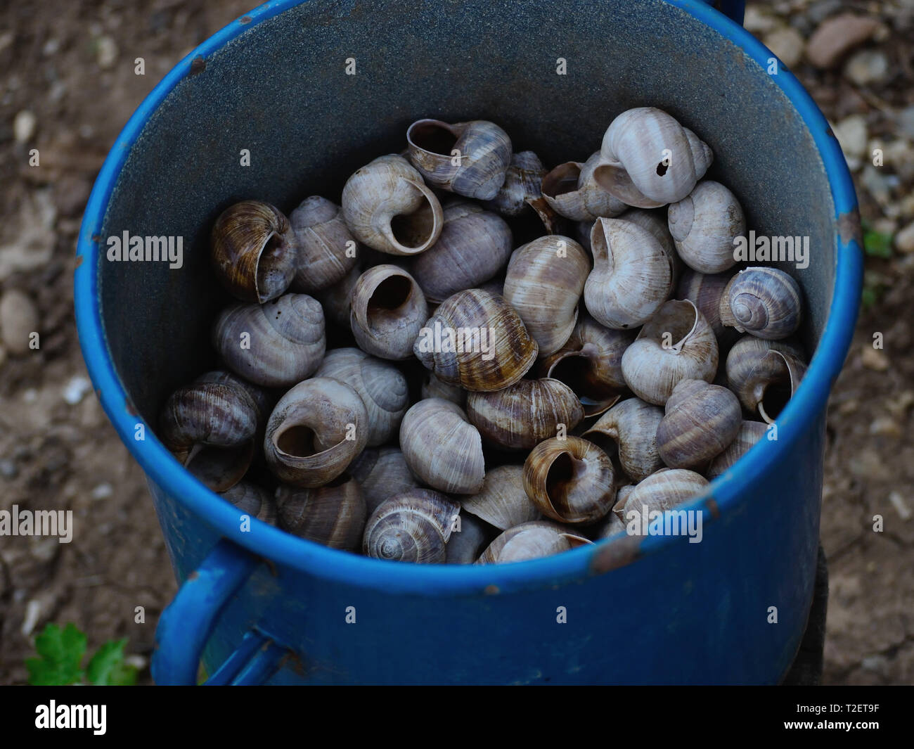 Alte blaue Metall Topf voller leerer Schneckenhäuser - gastropode Muscheln Stockfoto