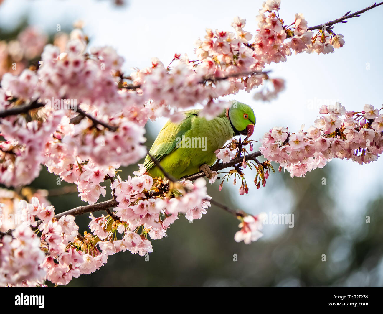 Eine Rose beringt Sittich, psittacula Krameri, isst Japanische Kirschblüten, oder Sakura, in einem Kirschbaum in Izumi no Mori (Izumi Forest Park). Stockfoto