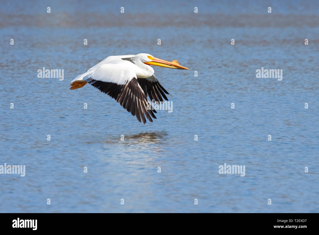 Schnabel weist nach vorne, schwarz Federn nach unten positioniert ist, eine einzige American White Pelican glidess über Plätschern des blauen Wasser. Stockfoto